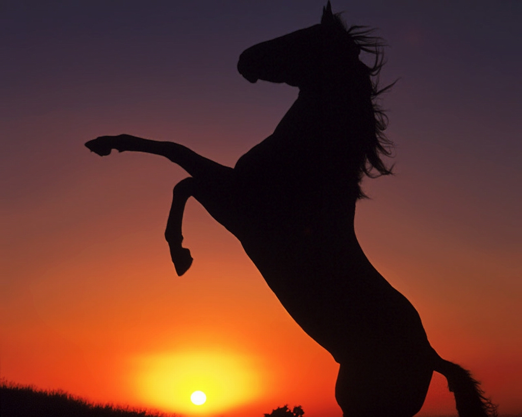 Photo De Chevaux Sauvages Qui Se Cabre les chevaux